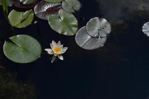 wit water lelie bloem in een meer, in de water, water planten foto