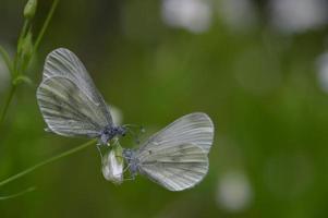 een paar- van hout wit vlinder macro Aan een bloem, twee. foto