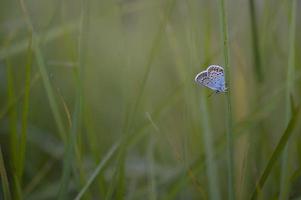 gemeenschappelijk blauw klein vlinder Aan een fabriek in natuur, macro foto