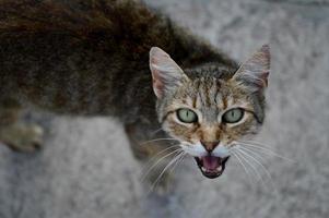 kat portret kat mauw, miauwen kat, foto