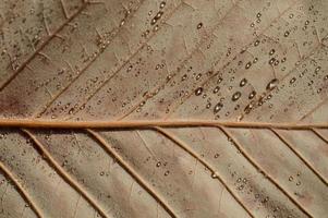 regendruppels Aan een bruin blad macro dichtbij omhoog, water druppels foto