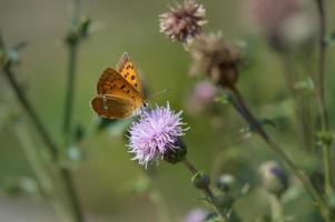 schaars koper vlinder Aan een Purper wilde bloemen in natuur foto