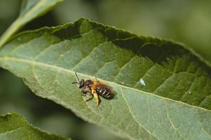 bij Aan een groen blad, macro, vol van stuifmeel. foto