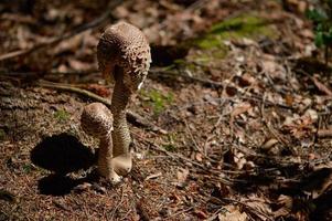 twee champignons in de wild dichtbij omhoog, bruin champignons foto