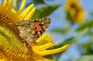 rood admiraal vlinder Aan een zonnebloem dichtbij omhoog foto