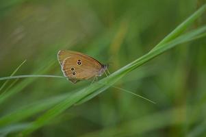 ringetje vlinder macro dichtbij omhoog, Aan een groen fabriek foto