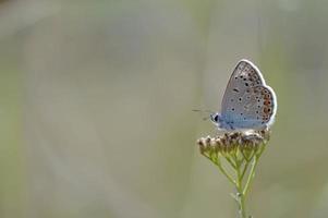 bruin argus klein vlinder Aan een fabriek in natuur macro foto