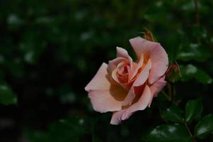 roze roos bloem hoofd dichtbij omhoog in de tuin foto
