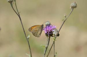 klein heide vlinder Aan een Purper wilde bloemen in natuur foto