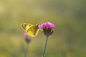 bewolkt geel, geel vlinder Aan een bloem in natuur macro. foto