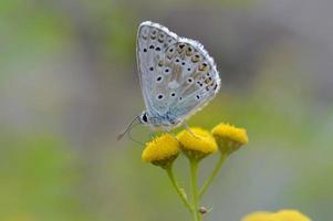 bruin argus in een boerenwormkruid bloem, klein bruin, grijs vlinder . foto