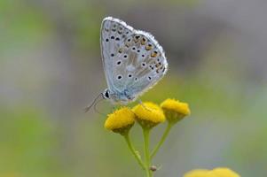 bruin argus in een boerenwormkruid bloem, klein bruin, grijs vlinder . foto