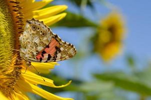 rood admiraal vlinder Aan een zonnebloem dichtbij omhoog foto