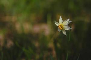 dichter narcis, gele narcis in de wild foto