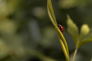 lieveheersbeestje Aan een plant, rood kever met zwart vlekken foto