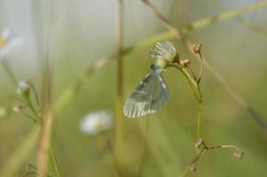 hout wit vlinder, klein vlinder Aan een bloem foto