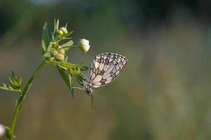 gemarmerd wit, zwart en wit vlinder in de wild foto