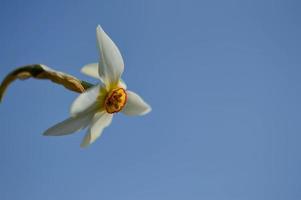 lucht en een wit gele narcis. dichter narcis dichtbij omhoog. foto