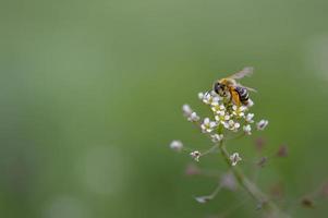 bij vol van stuifmeel Aan een wit bloem macro, foto