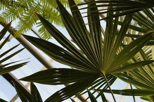 kijken omhoog in de botanisch tuin, onder de palm bladeren foto