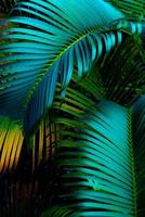de natuurlijk achtergrond van palm bladeren in een tropisch Woud. foto