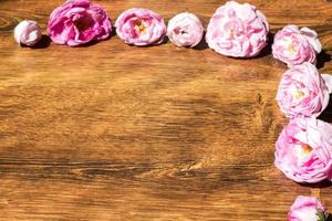 hond roos roze rosa canina bloemen Valentijn thema foto