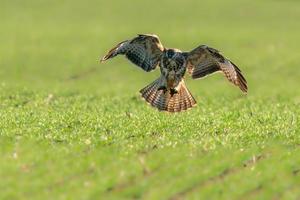 een buizerd vliegt over een groen veld foto