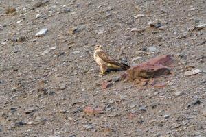 een buizerd zit op een berg en zoekt naar prooi foto