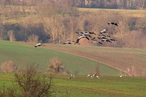 meerdere kranen vliegen over een groen veld foto