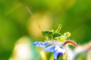 een groen sprinkhaan zit Aan een bloem in een weide foto