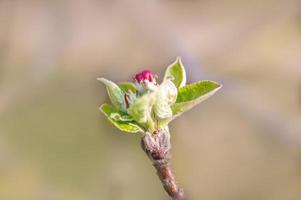 veel bloesems aan een tak van een appelboom foto