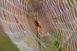 een spin zit in haar web en wacht voor prooi foto