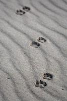 patronen in de strand zand foto