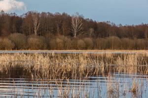 overstroomd weiden in voorjaar foto