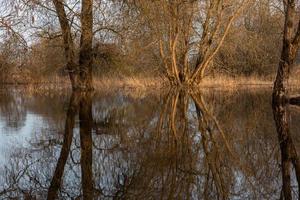 overstroomd weiden in voorjaar foto