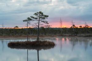 voorjaar in de moeras meren foto