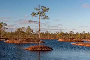 voorjaar in de moeras meren foto