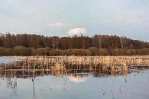 overstroomd weiden in voorjaar foto