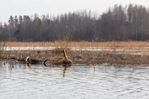 overstroomd weiden in voorjaar foto