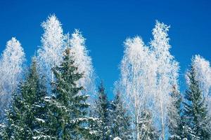landschap. bevroren winter Woud met sneeuw gedekt bomen. foto