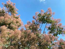 mooi exotisch bloeiend delicaat struiken van de scumpia boom bruinen Koninklijk Purper bloemen mooi pluizig ongebruikelijk planten tegen de lucht. de achtergrond foto