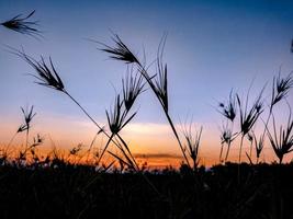 de zon stijgt Aan de breed weide foto