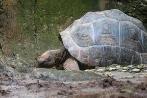 de aldabra reusachtig schildpad of aldabrachelys gigantea is een van de grootste schildpadden in de wereld. foto