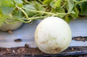 een cucumis melo ik. inodorus groep honing dauw foto