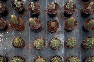 veel klein cactus planten - ingemaakt cactussen fabriek verzameling foto