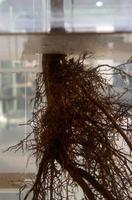 groot fabriek wortel in water in een glas kan. foto