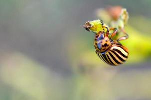 Colorado aardappel kever leptinotarsa decemlineata kruipen Aan aardappel bladeren foto