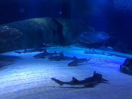 groot aquarium met haaien in oceanarium. elasmobranch vis foto
