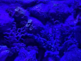 donker blauw onderwater- achtergrond met duivel hand- koralen foto