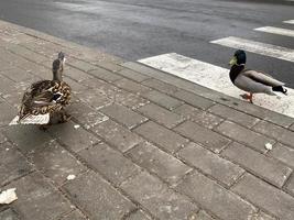 een mooi grijs eend vogel wandelingen Aan de asfalt Bij een voetganger kruispunt kruisen de weg in een groot stad foto